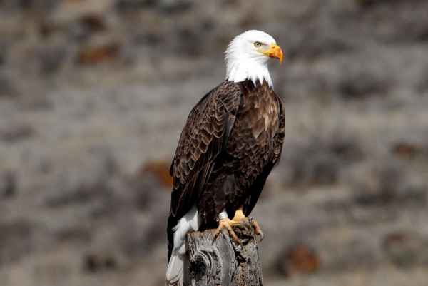 a-banded-adult-bald-eagle-PUBLIC DOMAIN