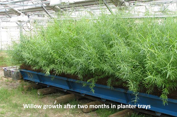 willow growth-with text