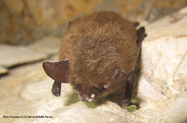 Northern long-eared bat
