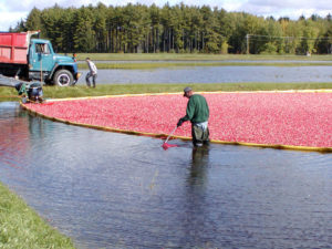 Cranberries