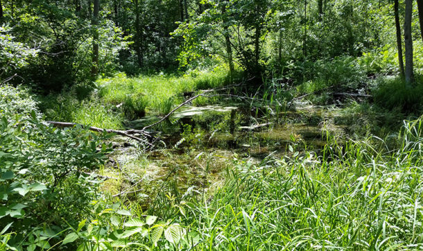 Wetland Example