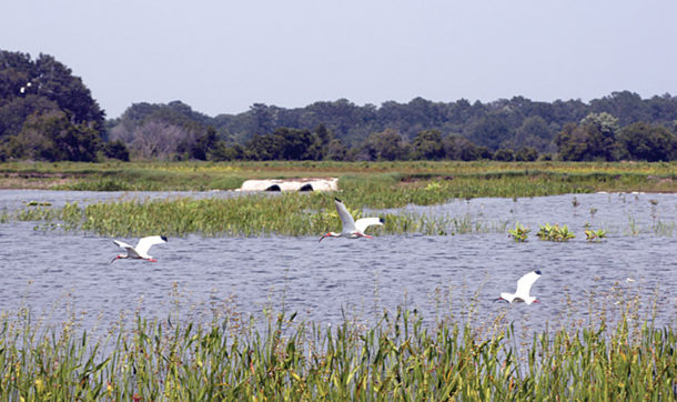 Wetland Example
